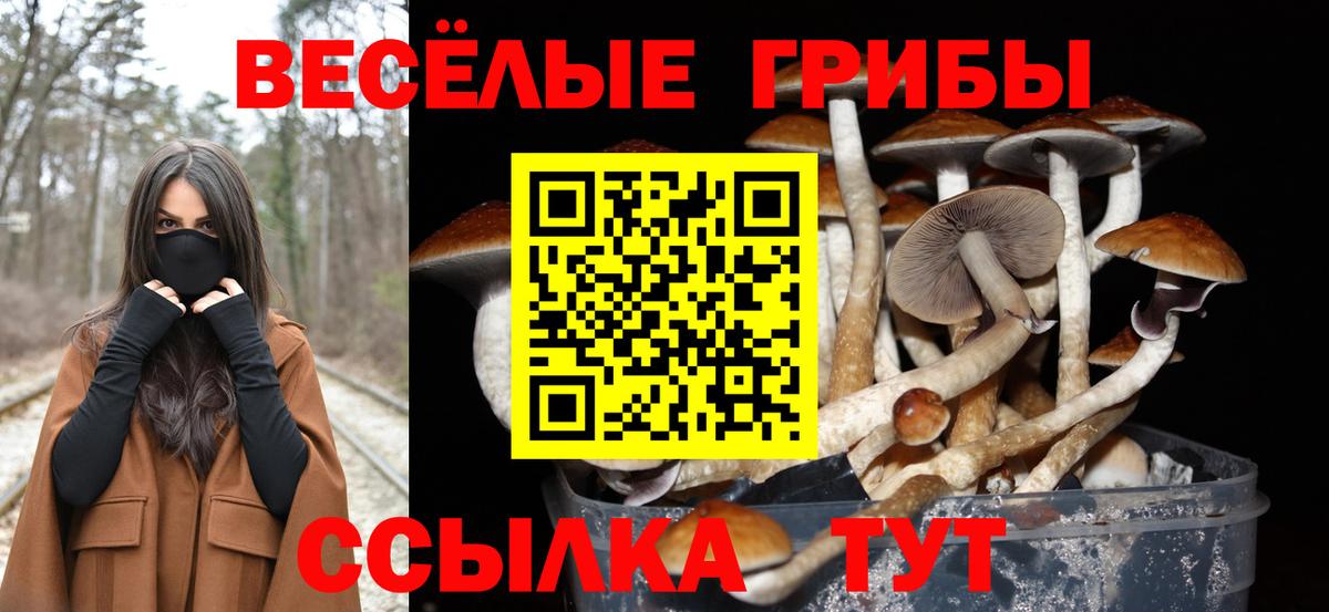 Новошахтинск  Псилоцибиновые грибы MAGIC MUSHROOMS  Галлюциногенные грибы прущие грибы  Вход с VPN 